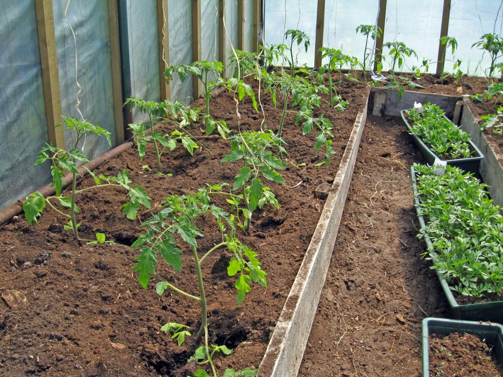 Когда сажать (сеять) помидоры на рассаду и в открытый грунт в 2021 году