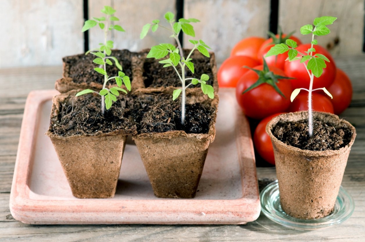 Когда сажать (сеять) помидоры на рассаду и в открытый грунт в 2021 году
